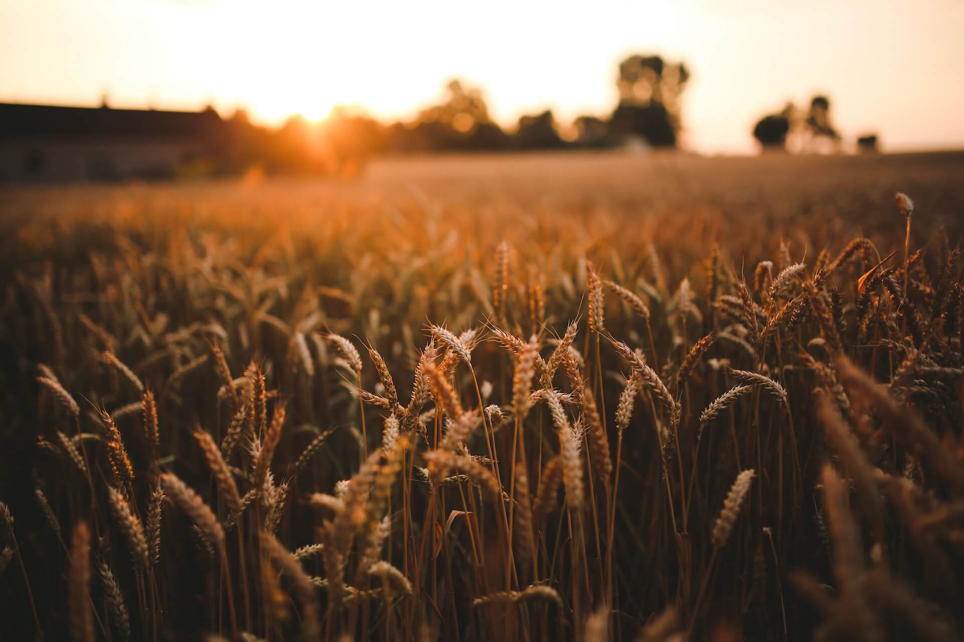 sunset field of grain 5980 1